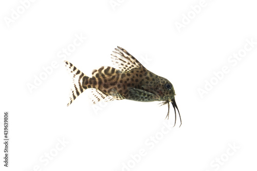 Juvenile of Synodontis eupterus (featherfin squeaker), a species of mochokid catfishes found throughout Africa, Isolated on wihte background