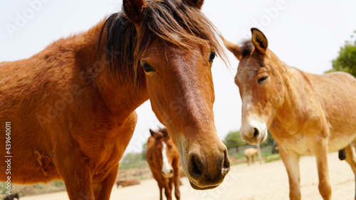 rescued pony in animal rescue center