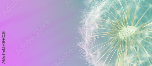 Dandelion close up. Soft focus. Beautiful natural background. Banner.