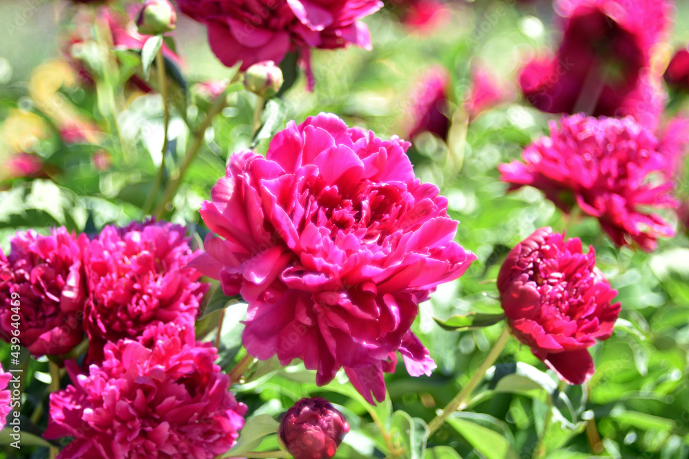 Red large peony flowers on a green bush