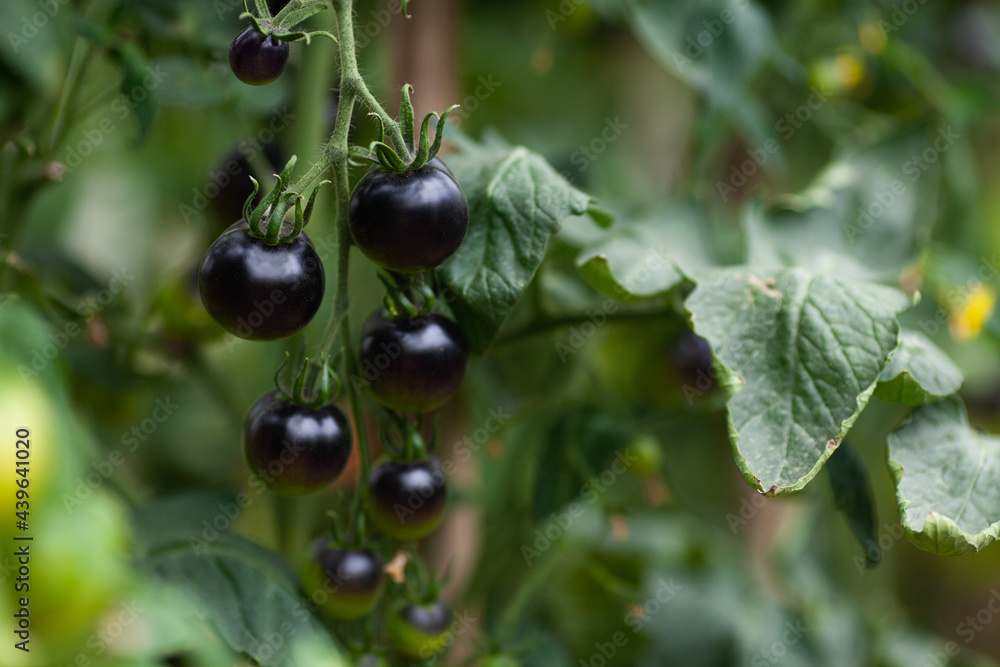 Fresh black tomatoes growing in a greenhouse. Organic vegetables, natural food, harvest time. Eco farming. Selective focus. Fresh black tomatoes growing in a greenhouse. Organic vegetables, natural food, harvest time. Eco farming. Selective focus.
