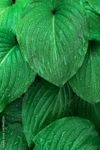 Green branch rain drop tropical raindrops leaf leaves droplet