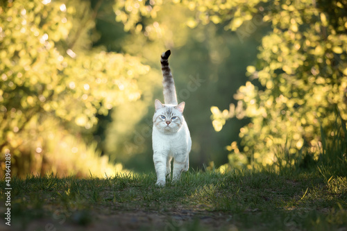 Tabby cat in summer walks on the road in the forest