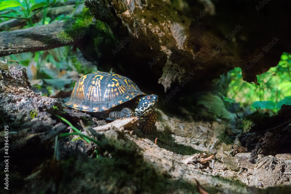 Obraz premium The Wandering Box Turtle