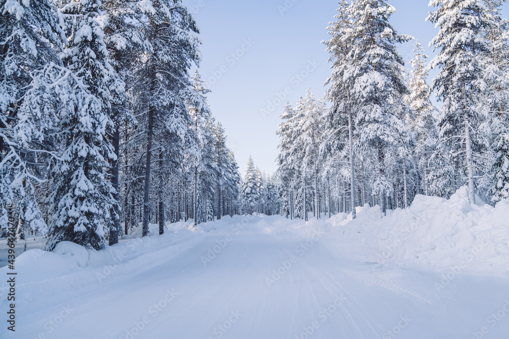 Fototapeta premium Beautiful natural environment on wild white northern destination with road for traveling, scenic picture of winter season forest with frost and snow on firs brunches