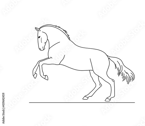 Andalusian horse portrait in jump, vector illustration