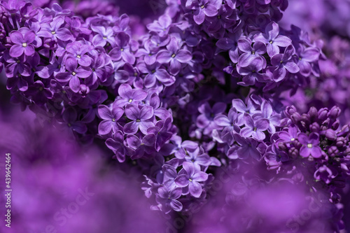 Beautiful purple lilac flowers.