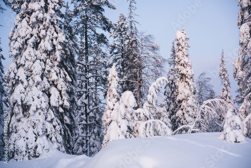 Winter forest with snowy trees in park