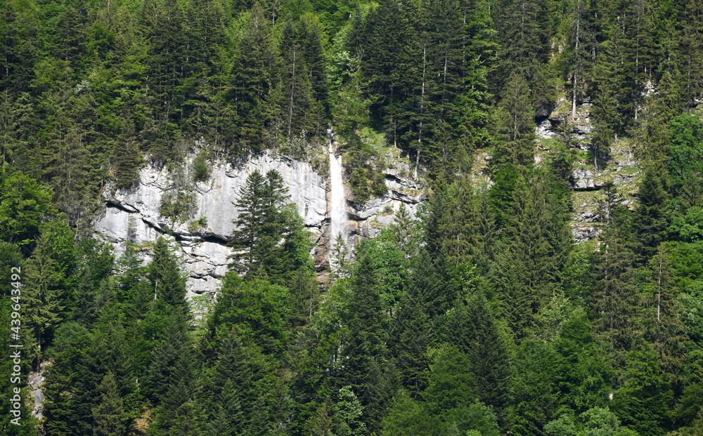alpes...faune et flore alpes...faune et flore
