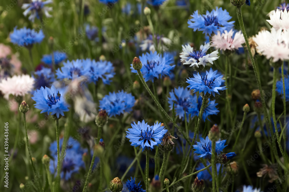 Beautiful colorful cornflowers growing in meadow on summer day