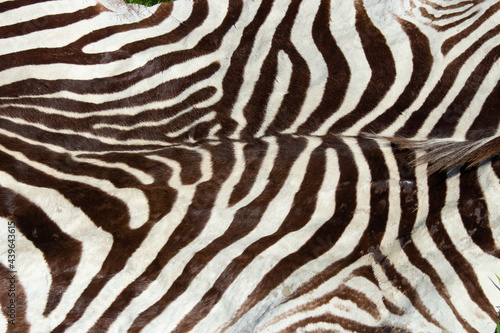 Photos An old zebra skin or pelt at sale at a second-hand car boot fair.