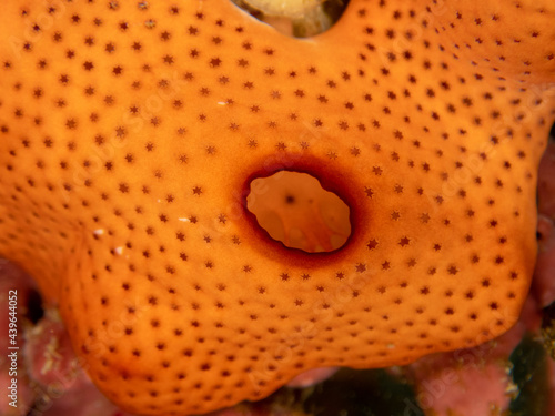 Colorful sponge of Reunion island photo