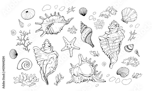 Seashells vector set. Hand drawn illustration on white background. Collection of realistic sketches. Various mollusk sea shells different forms, echinus, sea-urchin, starfish, seaweed, coral, clam.
