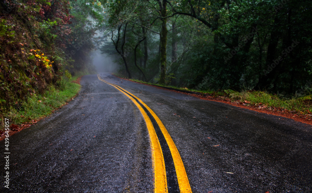 Fototapeta premium coastal highway through the california redwoods