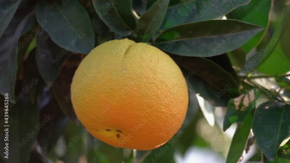 Ripe orange fruit hanging on a tree branch with green leaves close up. Ripe orange fruit hanging on a tree branch with green leaves close up.