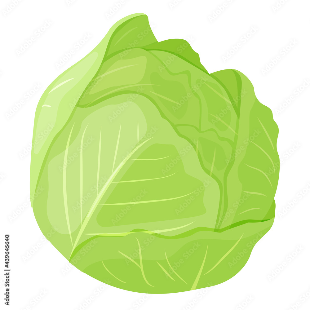 Cabbage. Vegetarian food. Vegetables. Postcard, banner, sticker, poster, print. Vector illustration.