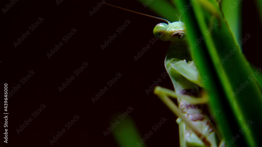 A female praying mantis during a night hunt, a soft close-up shot of a Vietnamese praying mantis hanging from a stalk of green grass preparing to attack its prey. A female praying mantis during a night hunt, a soft close-up shot of a Vietnamese praying mantis hanging from a stalk of green grass preparing to attack its prey.