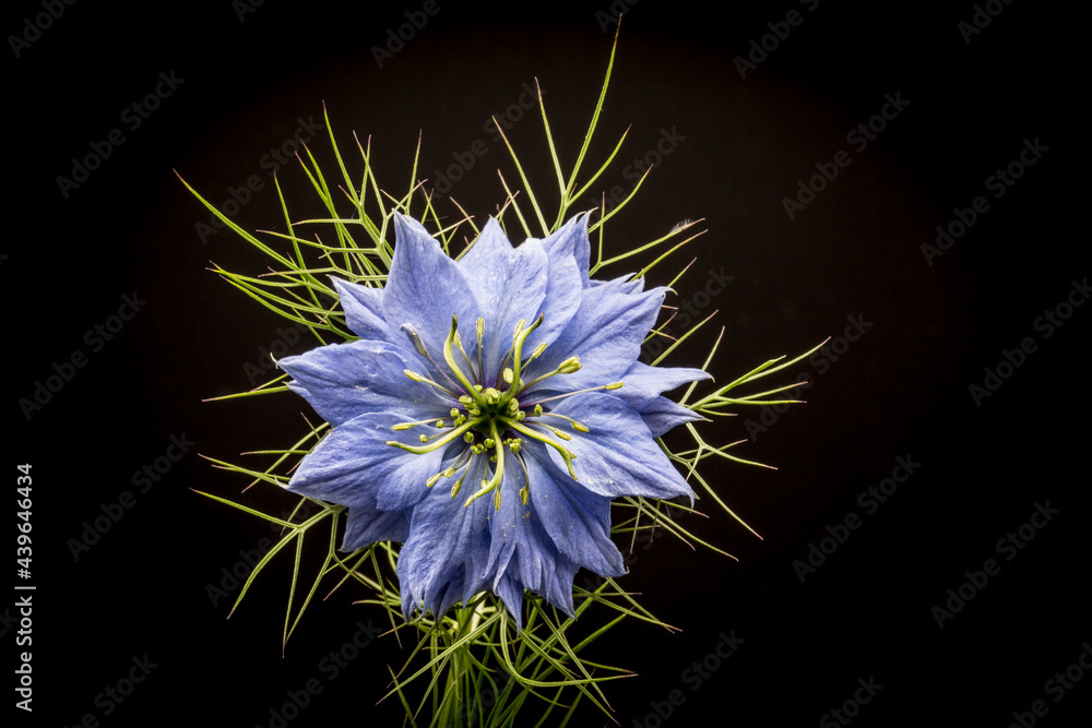 A Blue Nigella Damascena, Love in the Mist flower head isolated on a black background A Blue Nigella Damascena, Love in the Mist flower head isolated on a black background