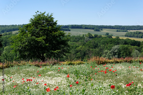 Poppies in the hills of the  Reims Mountain Regional Nature Park  photo