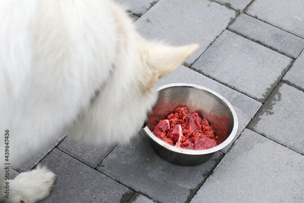 Feeding dog with a healthy raw meat food diet.