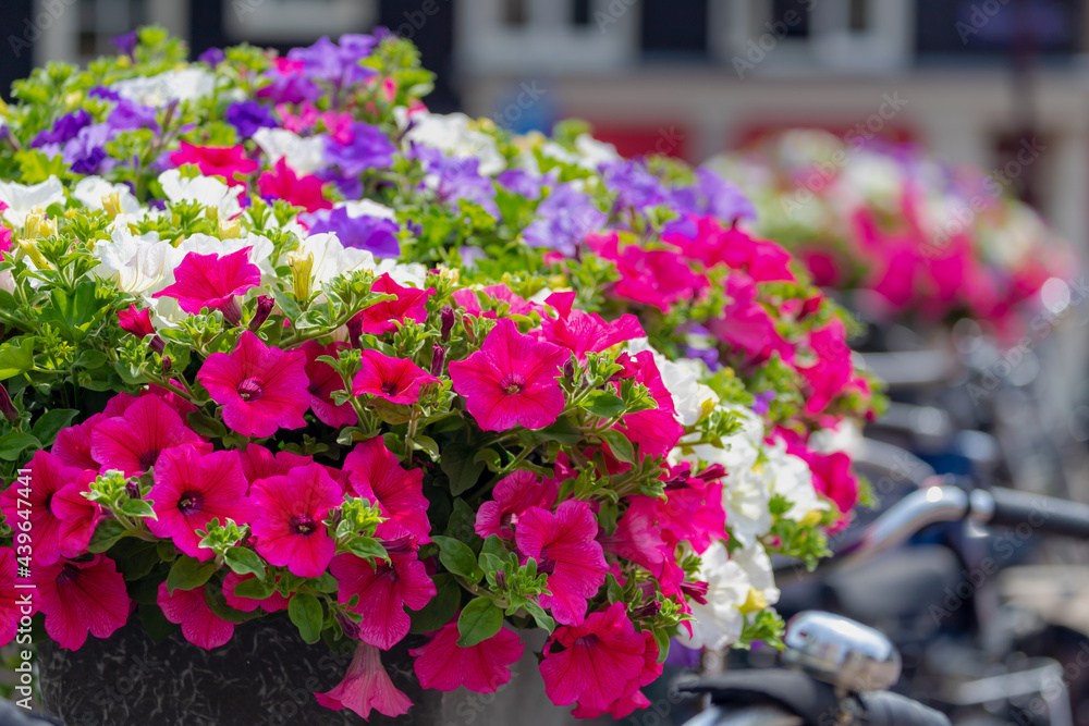 Amsterdam canal bridge, Decoration with a bush of multicolor Petunia flowers on the railing, Beautiful ornamental flowering plants with blurred view of architecture traditional houses as background.