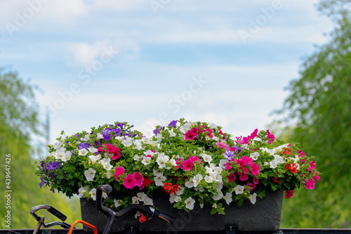 Photography Amsterdam canal bridge, Decoration with a bush of multicolor Petunia flowers on the railing and bicycles, Beautiful ornamental flowering plants with blue sky and the trees as background
