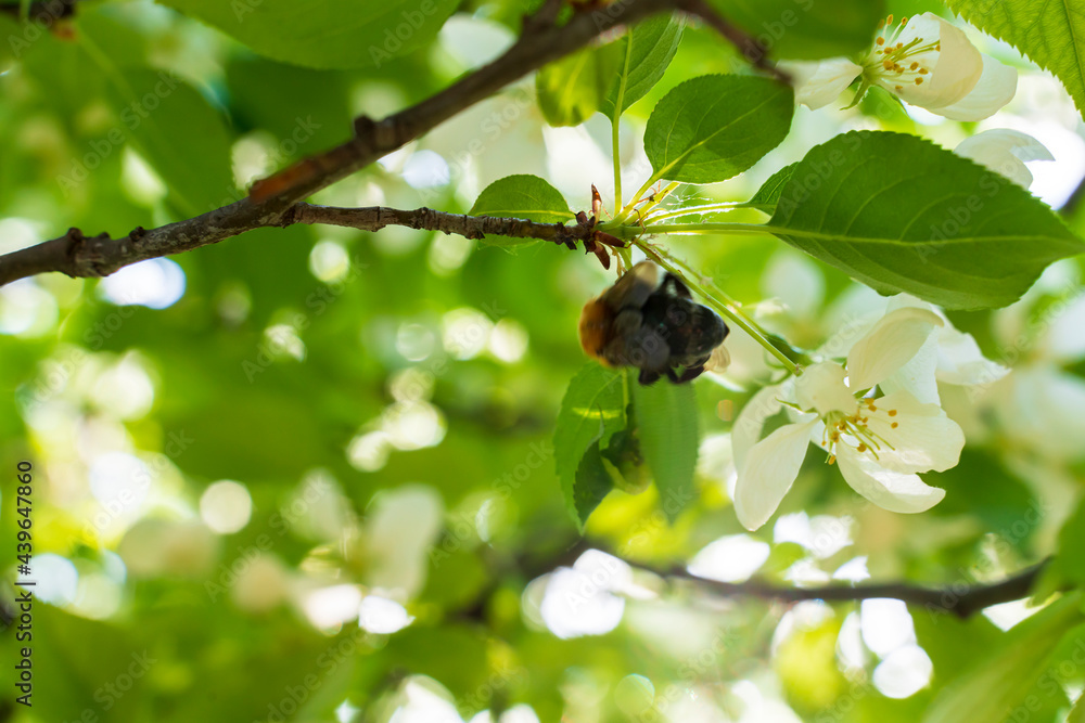 Blooming apple tree shot close up. White flowers. Selective focus