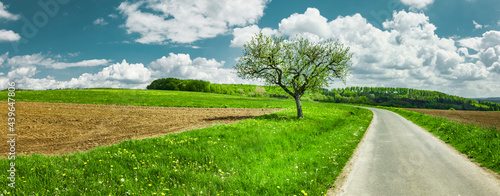 Alter Apfelbaum an einem einsamen Weg
