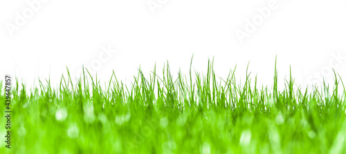 Grünes Gras vor weissem Hintergrund