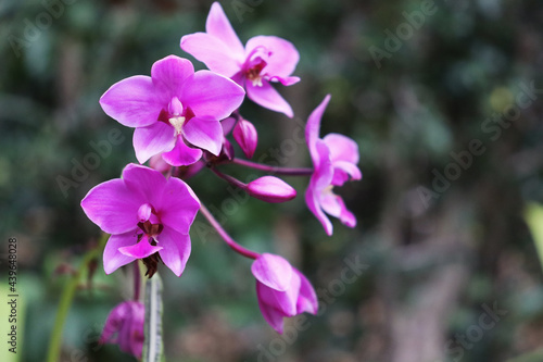 bunch of purple orchid flower