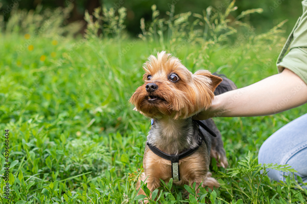 woman's hand caressing yorkshire terrier on a bright day in the park