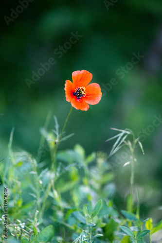 red poppy flower