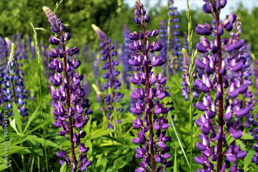 field of lupine