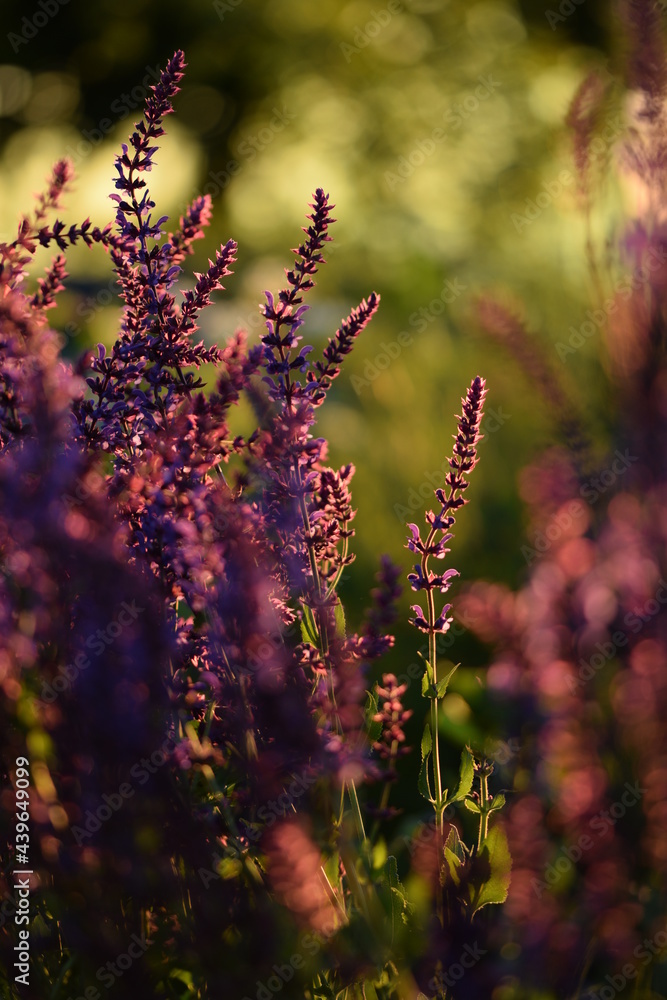 Obraz premium Salvia nemorosa flowers blooming in beautiful sunset garden, bokeh garden background, summer garden beauty.