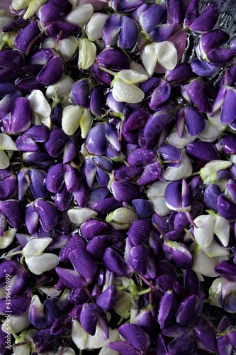 purple and white flowers on the water