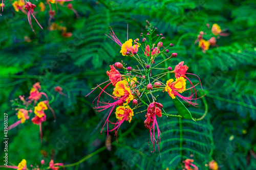 Selva Lacandona Mexico