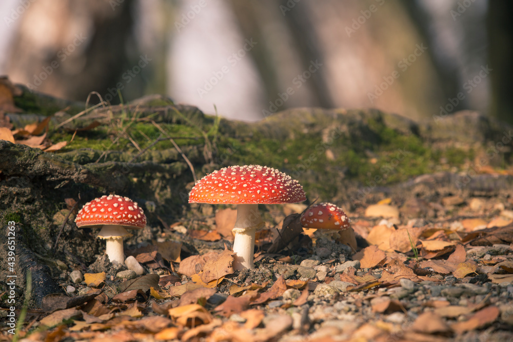 Fly agaric mushroom (Amanita muscaria) in autumn forest Fly agaric mushroom (Amanita muscaria) in autumn forest