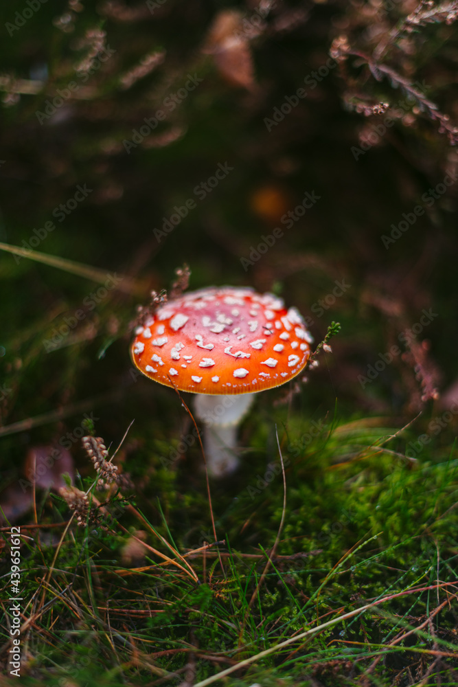 Fly agaric growing in autumn forest
Fly agaric growing in autumn forest
