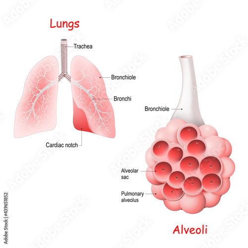 Pulmonary alveolus. alveoli, trachea, and bronchiole in the lungs.