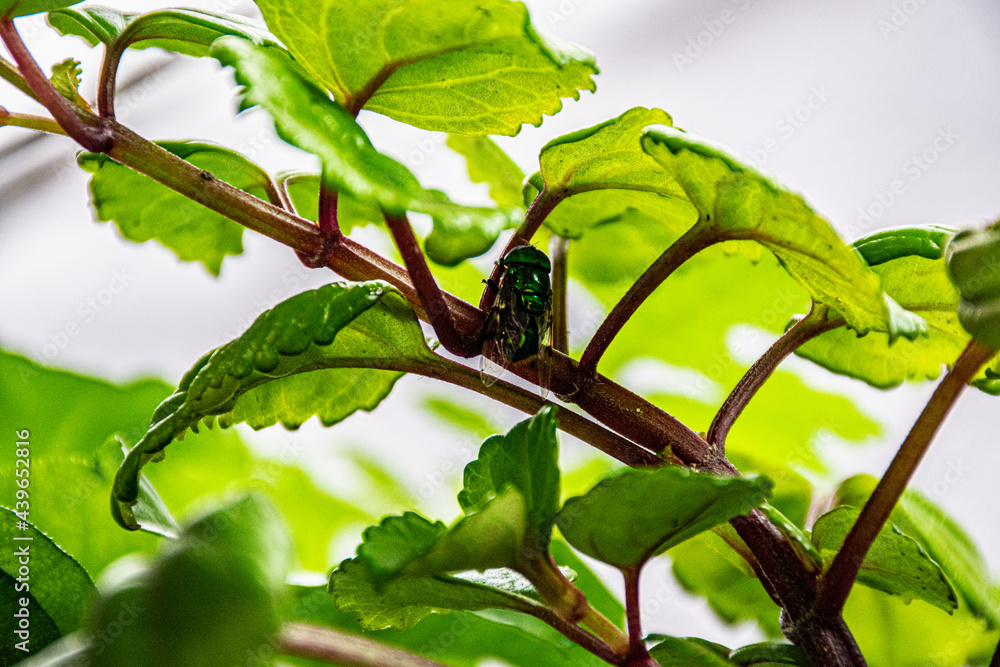 green fly on a plant