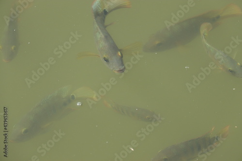 The fishes