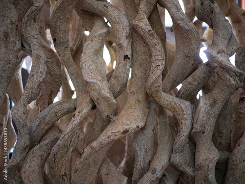 Freeform natural twisted trunk wooden texture background