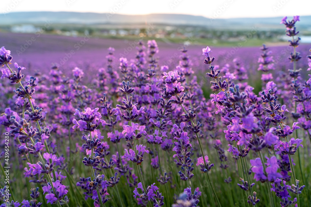 Fototapeta premium Lavender flower field, Blooming purple fragrant lavender flowers. Growing lavender swaying in the wind, harvesting, perfume ingredient, aromatherapy