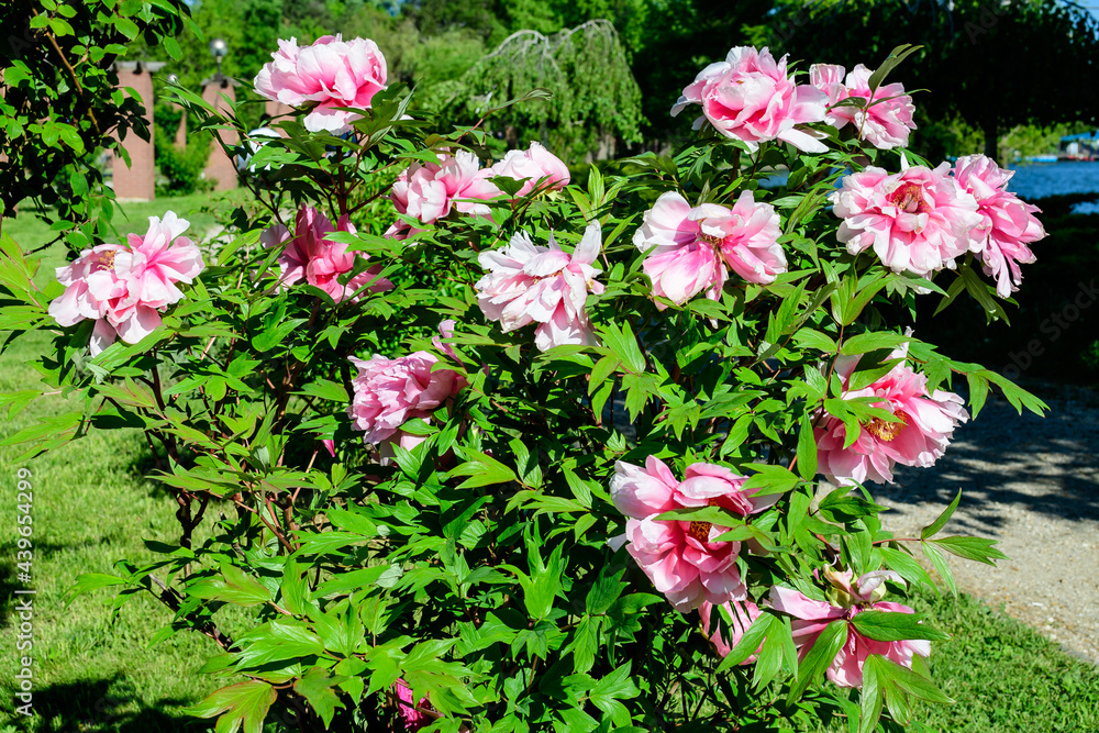 Bush with many large delicate pink peony flowers in direct sunlight, in a garden in a sunny summer day, beautiful outdoor floral background photographed with selective focus. Bush with many large delicate pink peony flowers in direct sunlight, in a garden in a sunny summer day, beautiful outdoor floral background photographed with selective focus.