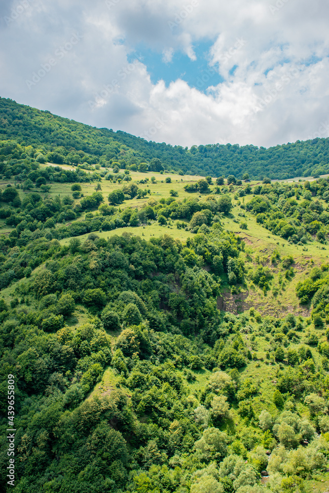 Obraz premium green forest in the mountain