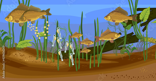 Ecosystem of pond and fish life cycle. Sequence of stages of development of Crucian carp (Carassius) freshwater fish from egg to adult animal in natural habitat