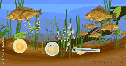 Ecosystem of pond and fish life cycle. Sequence of stages of development of Crucian carp (Carassius) freshwater fish from egg to adult animal in natural habitat