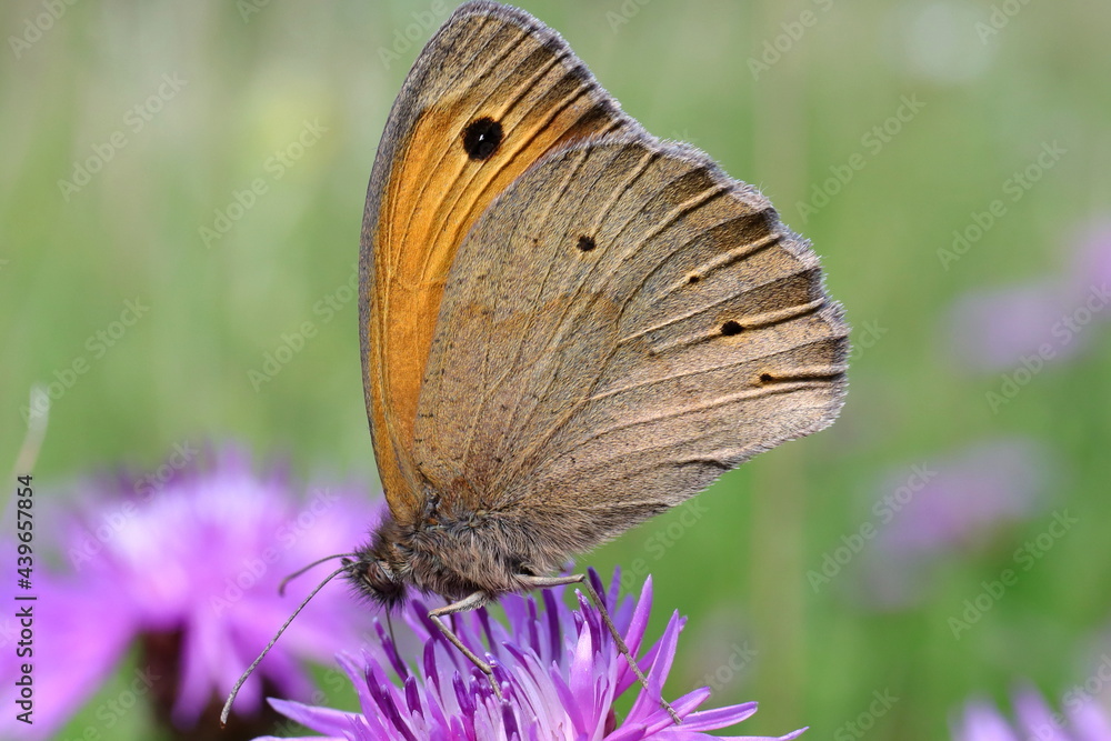 Fototapeta premium papillon myrtil sur fleur de centaurée Maniola jurtina