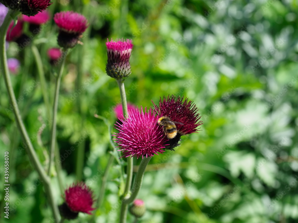 red plume thistle altopuroureum red plume thistle altopuroureum