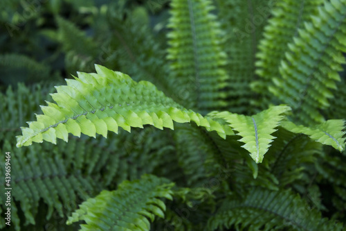 Dark green fern leaves in tropical environment